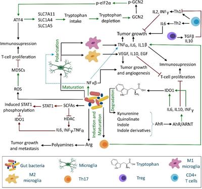 The Gut Microbiota, Kynurenine Pathway, and Immune System Interaction in the Development of Brain Cancer